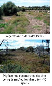 vegetation